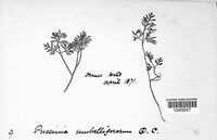 Puccinia malvacearum image
